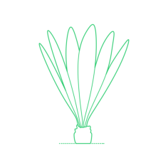 Plants Cycads Teosinte Laser Cut Svg File, Free Vectors File